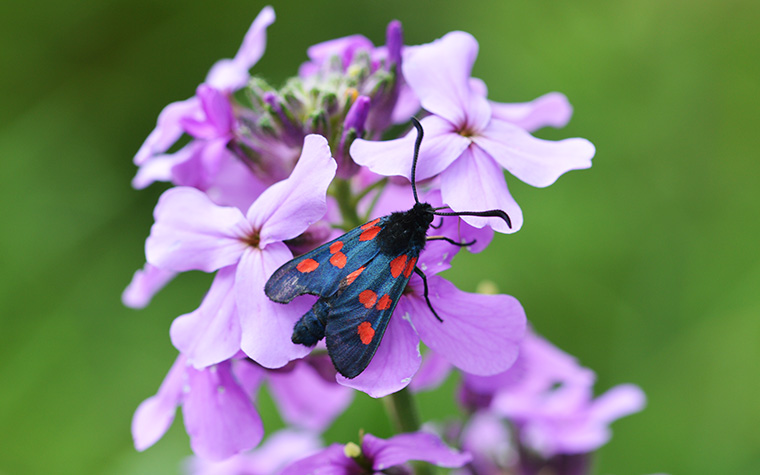 Sumpfhornklee Widderchen im BUND Garten Ettlingen