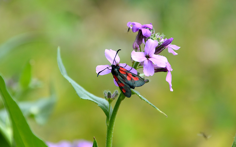 Schmetterling im BUND Naturgarten Ettlingen