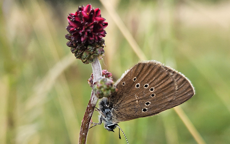 Wiesenknopfameisenbläuling auf Wiesenknopf